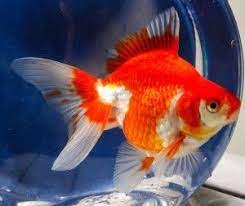 red and white goldfish